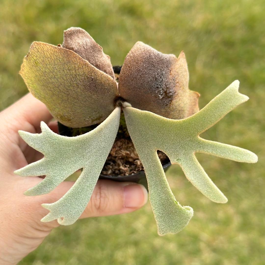 P. willinckii ’Jenny’ TC 2143