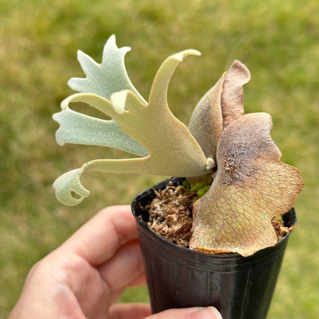 P. willinckii ’Jenny’ TC 2143