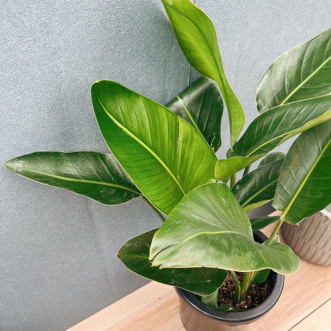 ［現品］F ストレリチアニコライ　オーガスタ　8号　観葉植物　大型　室内　人気