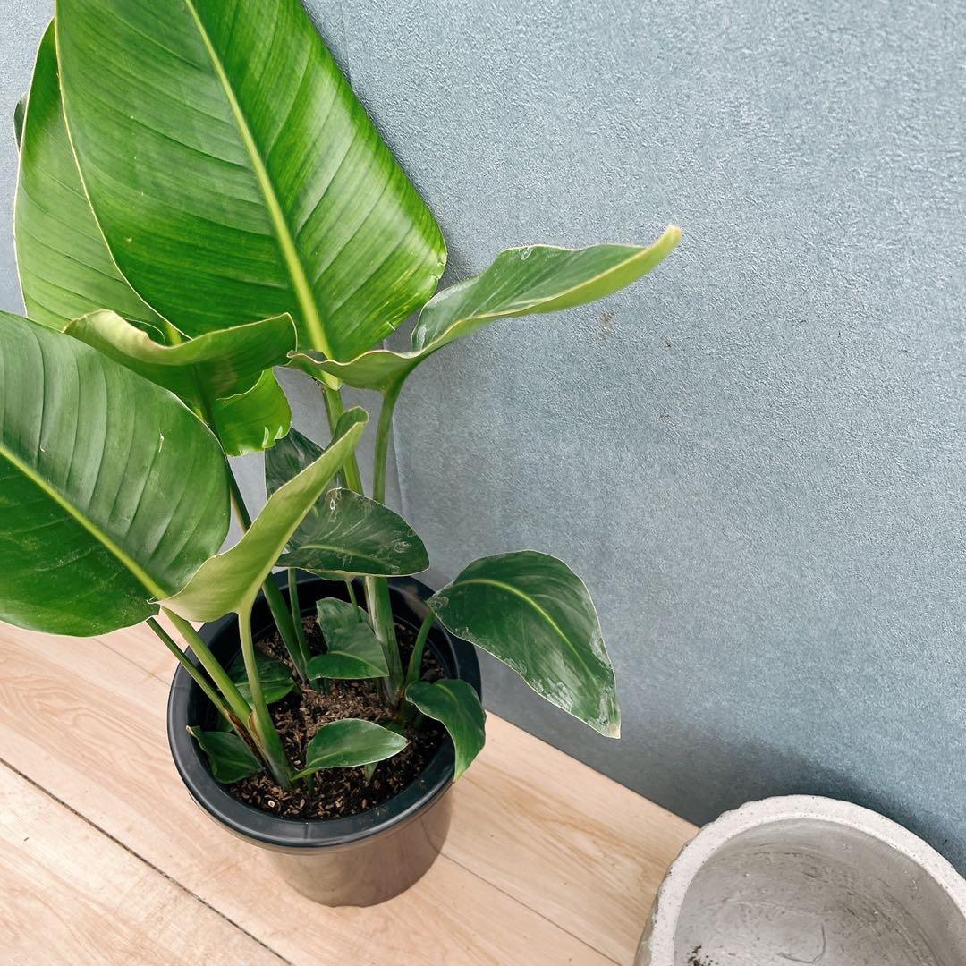 ［現品］F ストレリチアニコライ　オーガスタ　8号　観葉植物　大型　室内　人気