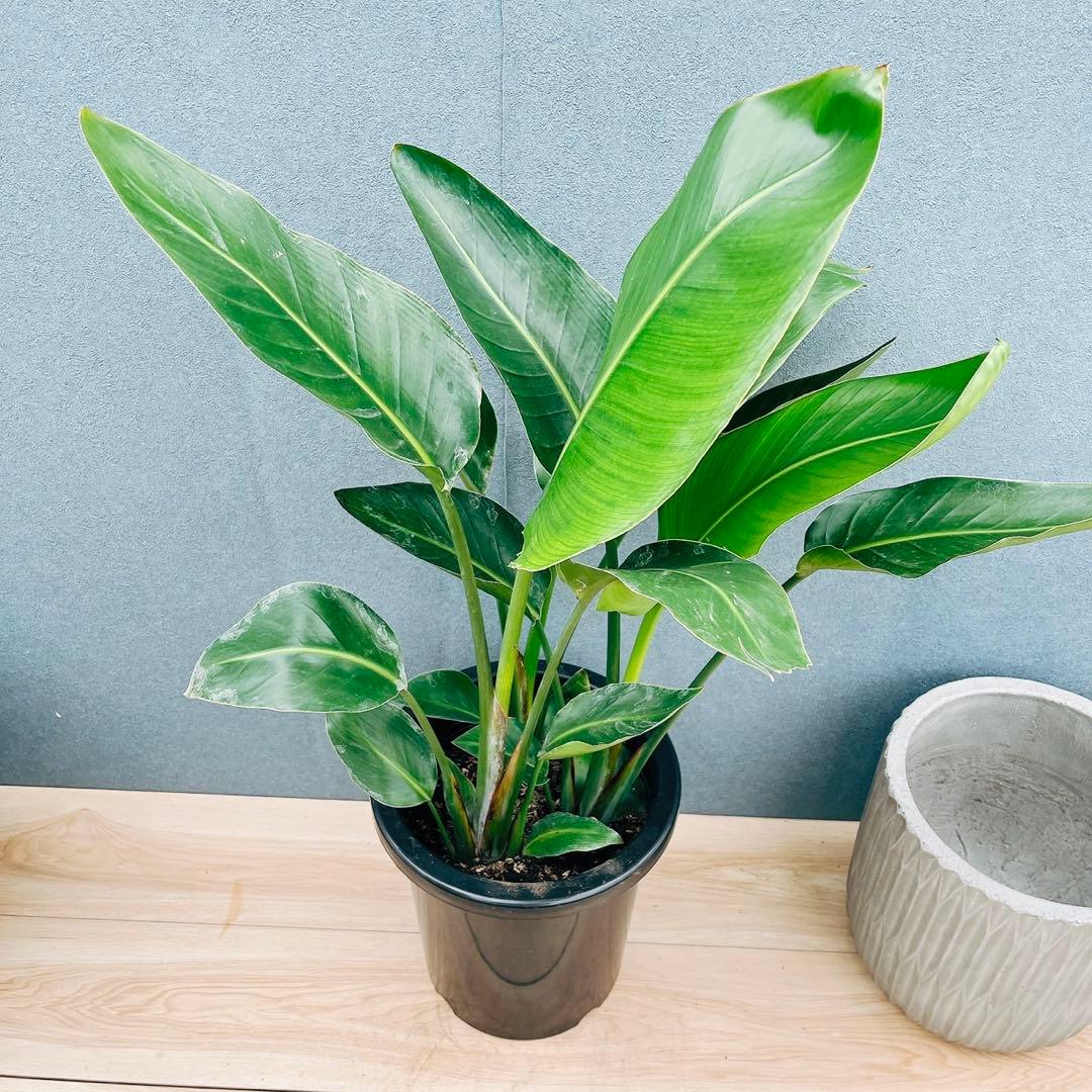 ［現品］F ストレリチアニコライ　オーガスタ　8号　観葉植物　大型　室内　人気