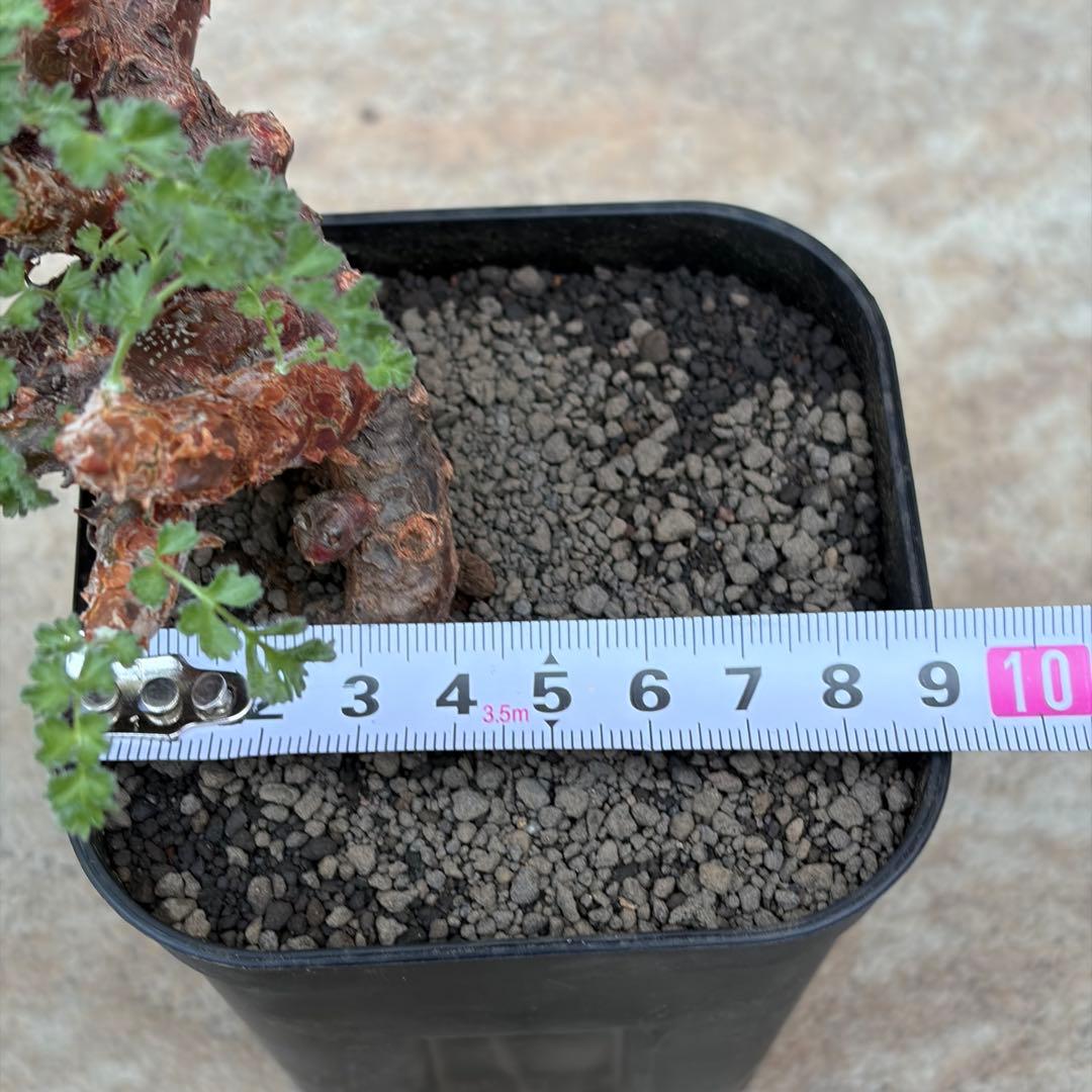 サ*ナ様 ペラルゴニウム　アルテルナンス　3号鉢　No.017　鉢、送料込