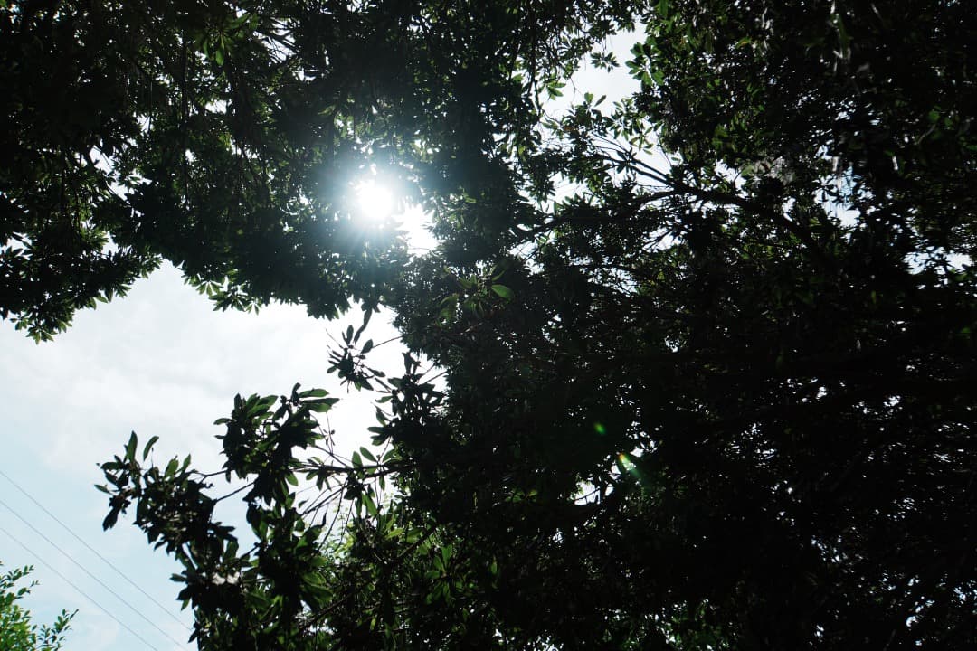 【これ1本】動作◎ SONY SEL18200LE 高倍率ズームレンズ 275