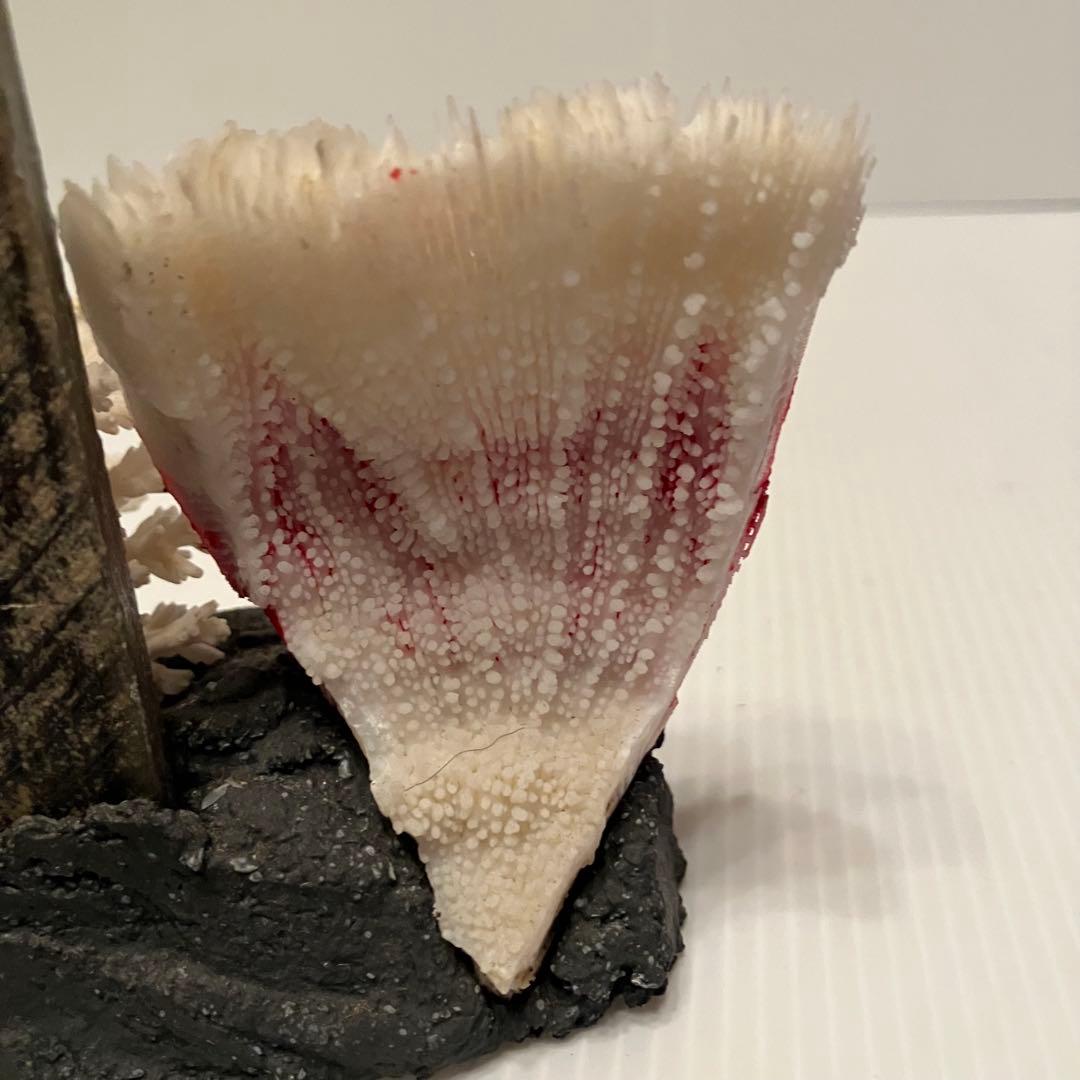 E-4 【希少・伊豆下田】天然サンゴ 銘品 工芸品 置物 「唐人お吉」ゆかりの品