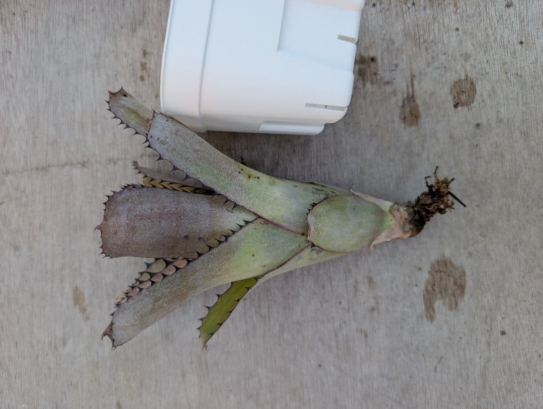 Billbergia sunderiana　サンデリアナ　サンデリアーナ大きめ