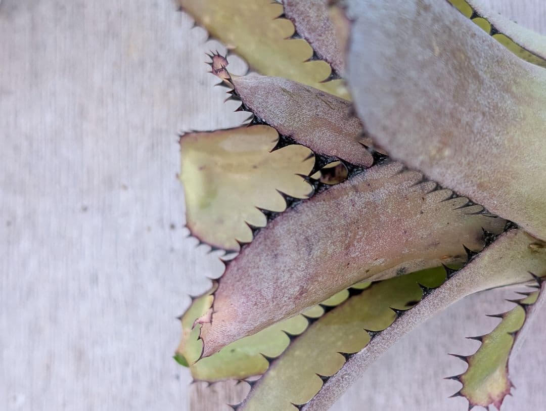 Billbergia sunderiana　サンデリアナ　サンデリアーナ大きめ