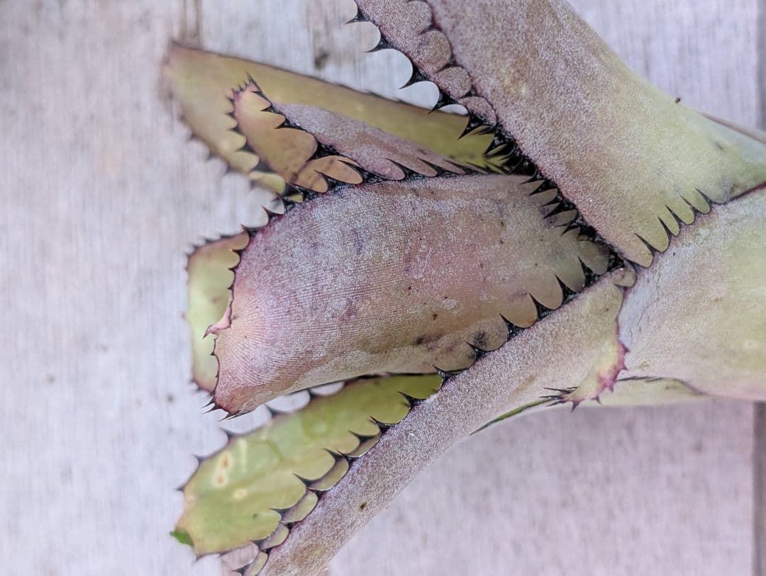 Billbergia sunderiana　サンデリアナ　サンデリアーナ大きめ
