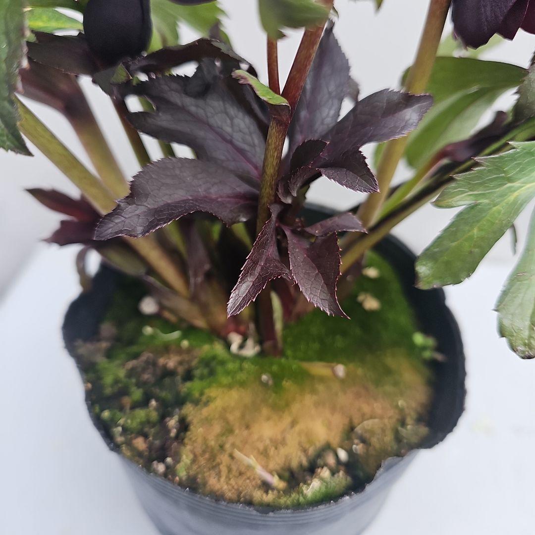 クリスマスローズブラック系二種植え