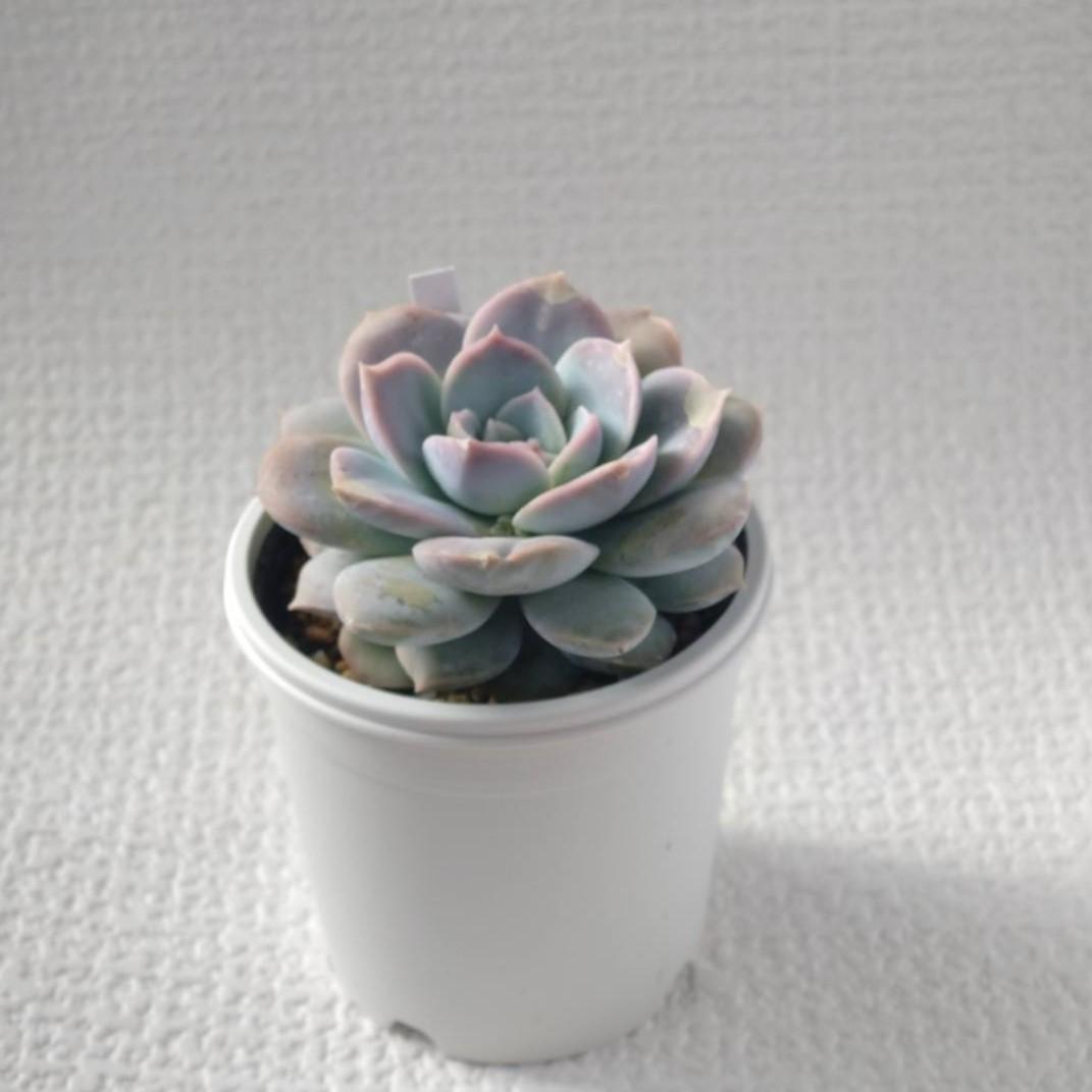 Sedum simforosanum セダム　シンフォロサナム　多肉植物 　⑥