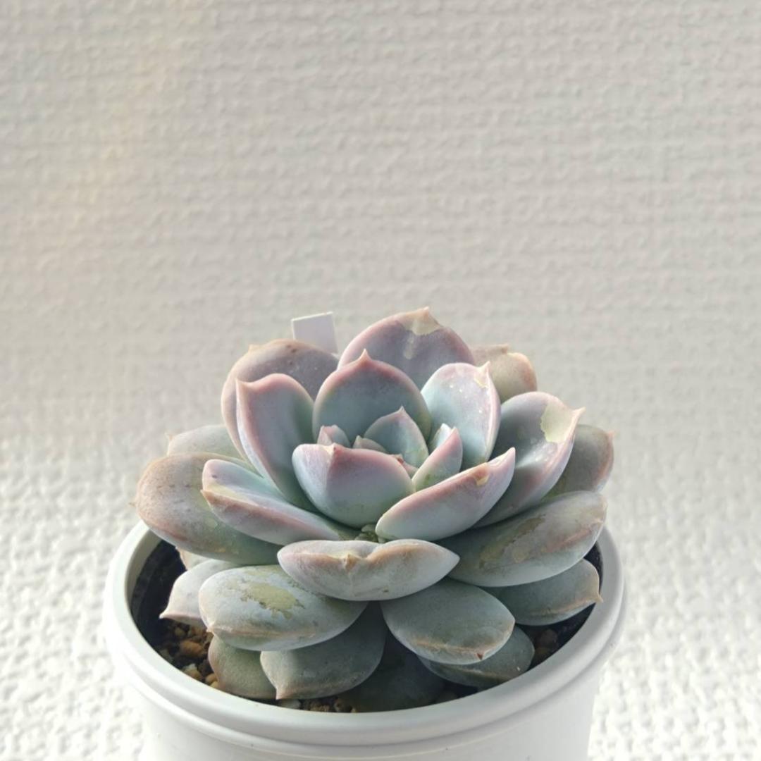 Sedum simforosanum セダム　シンフォロサナム　多肉植物 　⑥