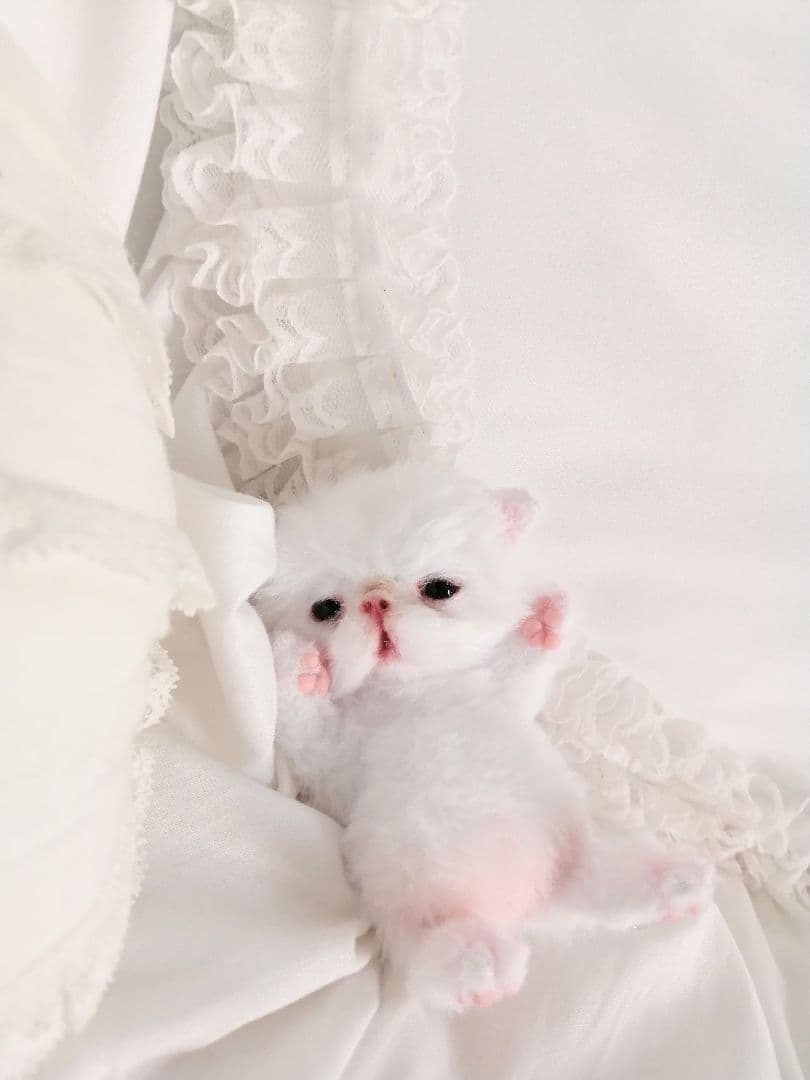 ほにゃん～♡生後20日♡ちびちび子猫ちゃん♡アートドール♡ぬいぐるみ♡