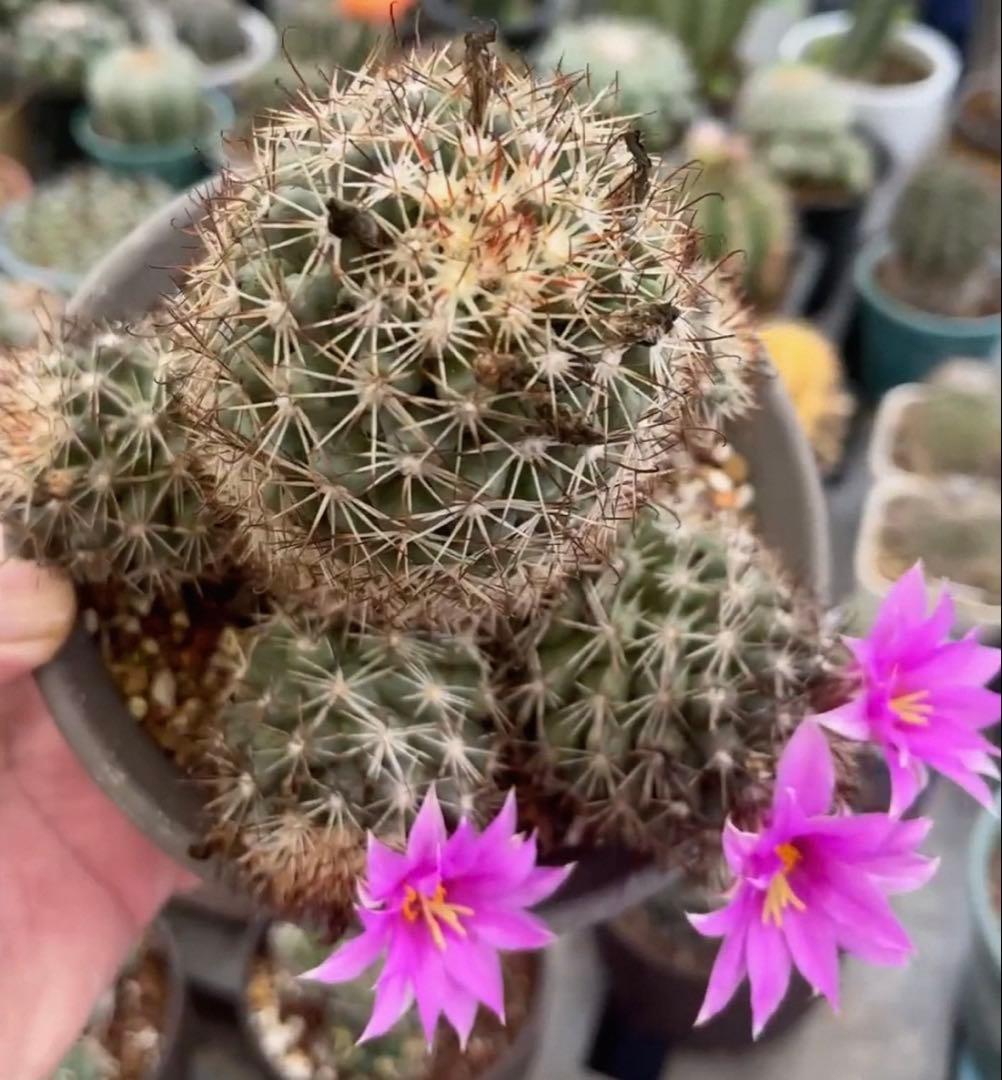 【一点物】‼️実生 コレクション ミラリア白刺蓬莱宮 特選大株 花サボテン