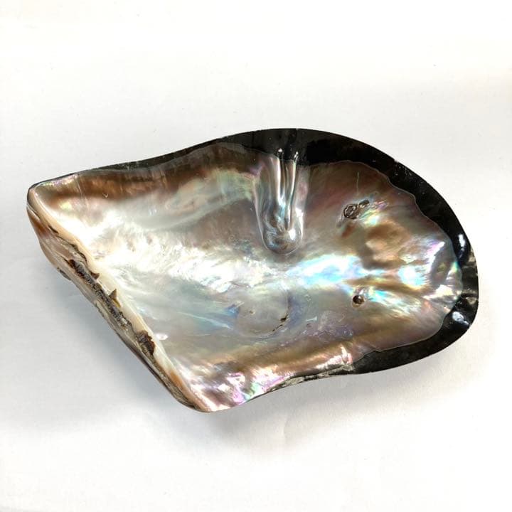 m-0287 黒蝶貝 母貝 南洋真珠付き 天然