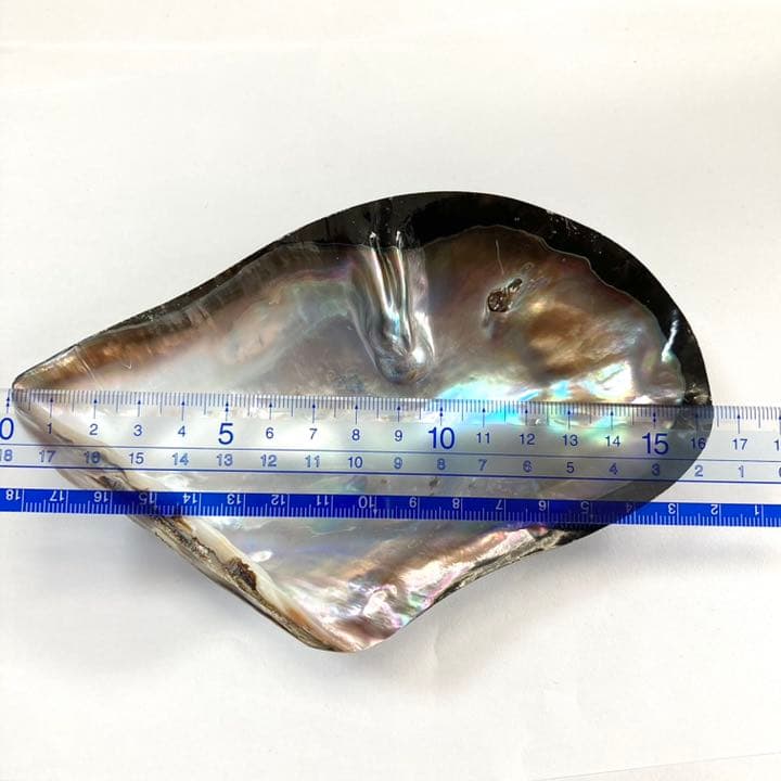 m-0287 黒蝶貝 母貝 南洋真珠付き 天然