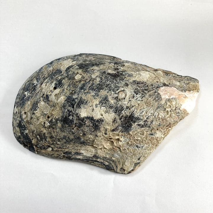 m-0287 黒蝶貝 母貝 南洋真珠付き 天然