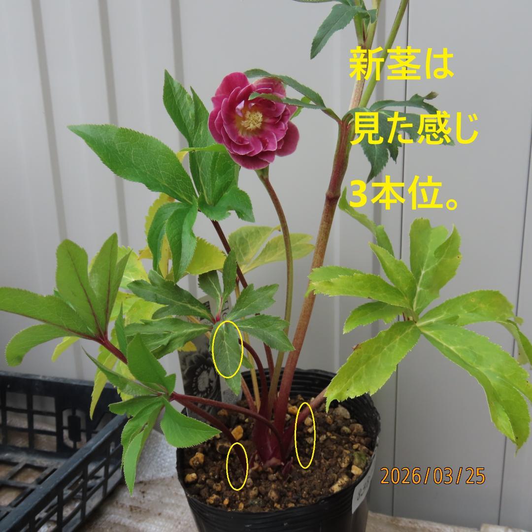 クリスマスローズ開花株来季期待オーレア新株ソレイユ系小輪系貴重赤絞り？広瀬園芸株
