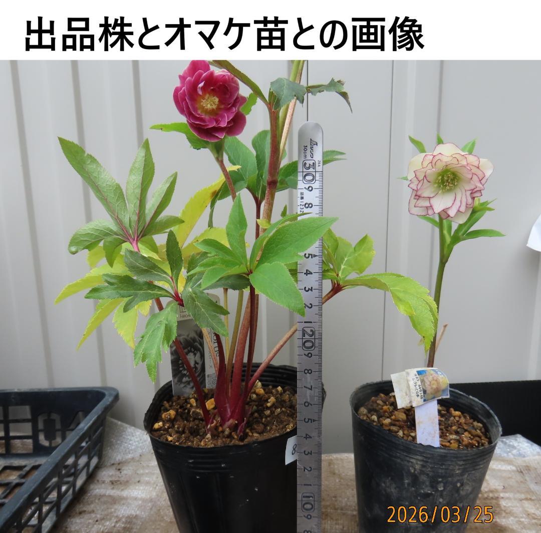 クリスマスローズ開花株来季期待オーレア新株ソレイユ系小輪系貴重赤絞り？広瀬園芸株