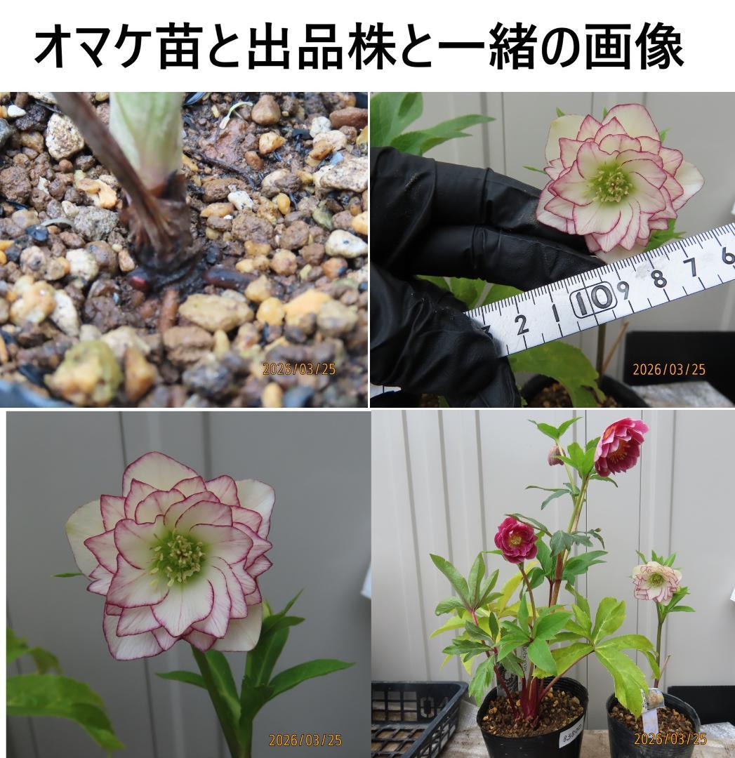 クリスマスローズ開花株来季期待オーレア新株ソレイユ系小輪系貴重赤絞り？広瀬園芸株