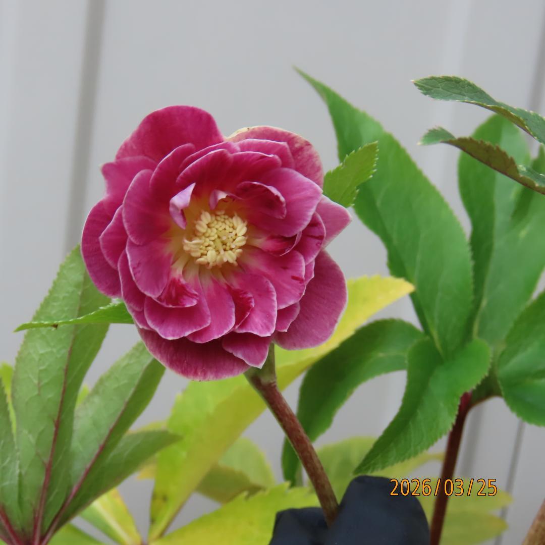 クリスマスローズ開花株来季期待オーレア新株ソレイユ系小輪系貴重赤絞り？広瀬園芸株