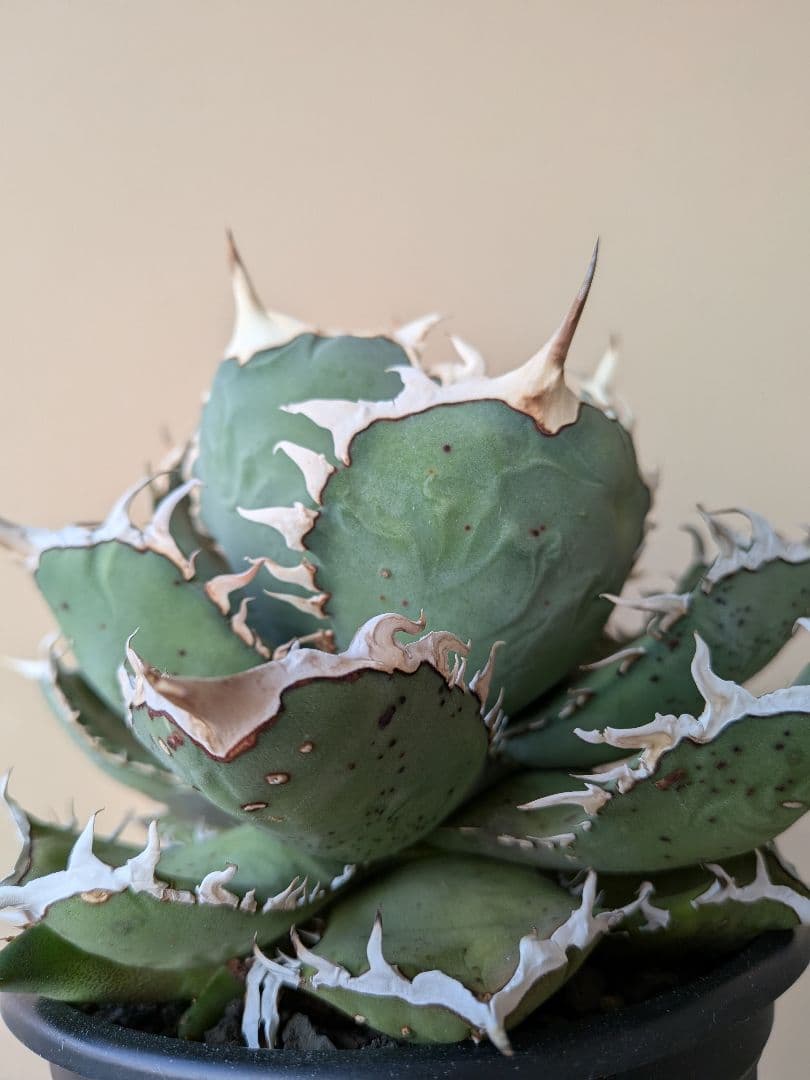 ②アガベ オアハカ オテロイ 実生 優良 選抜 中株 チタノタ