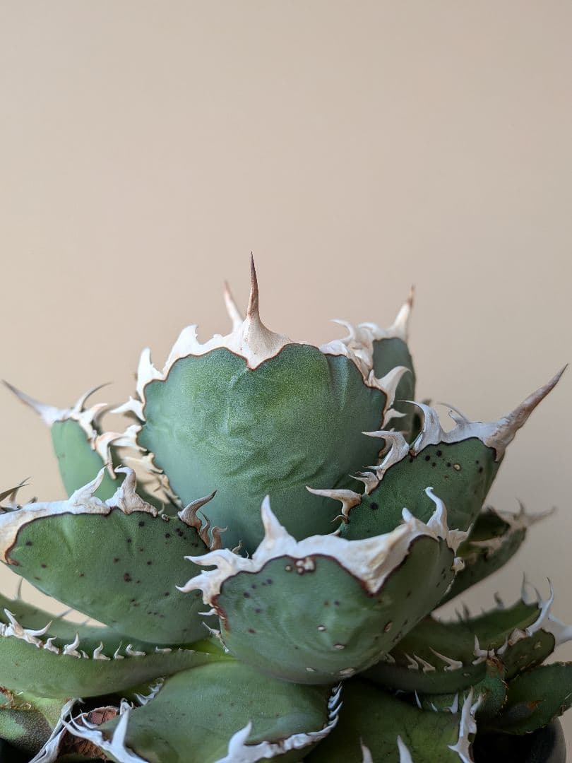 ②アガベ オアハカ オテロイ 実生 優良 選抜 中株 チタノタ