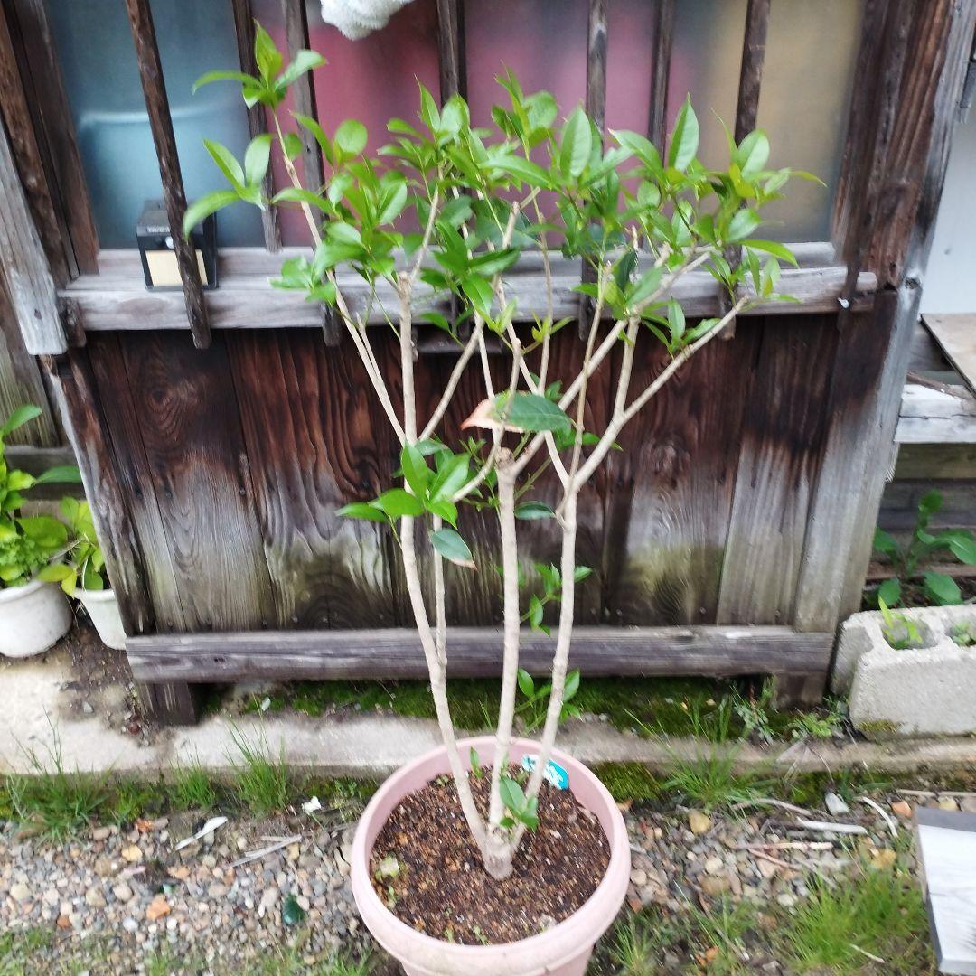 銀木犀