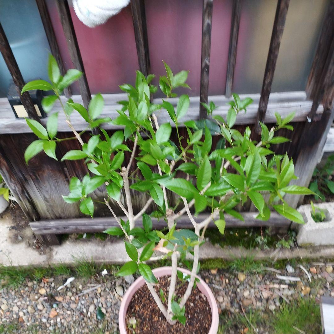 銀木犀