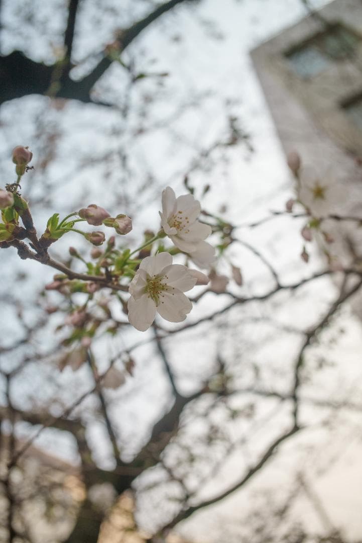 なみ様　銘玉オマージュ TTArtisan 28mm F5.6 シルバー