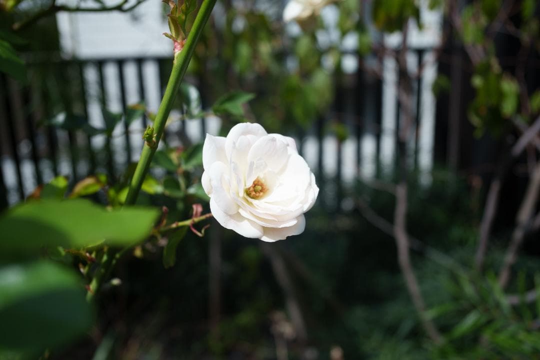 なみ様　銘玉オマージュ TTArtisan 28mm F5.6 シルバー