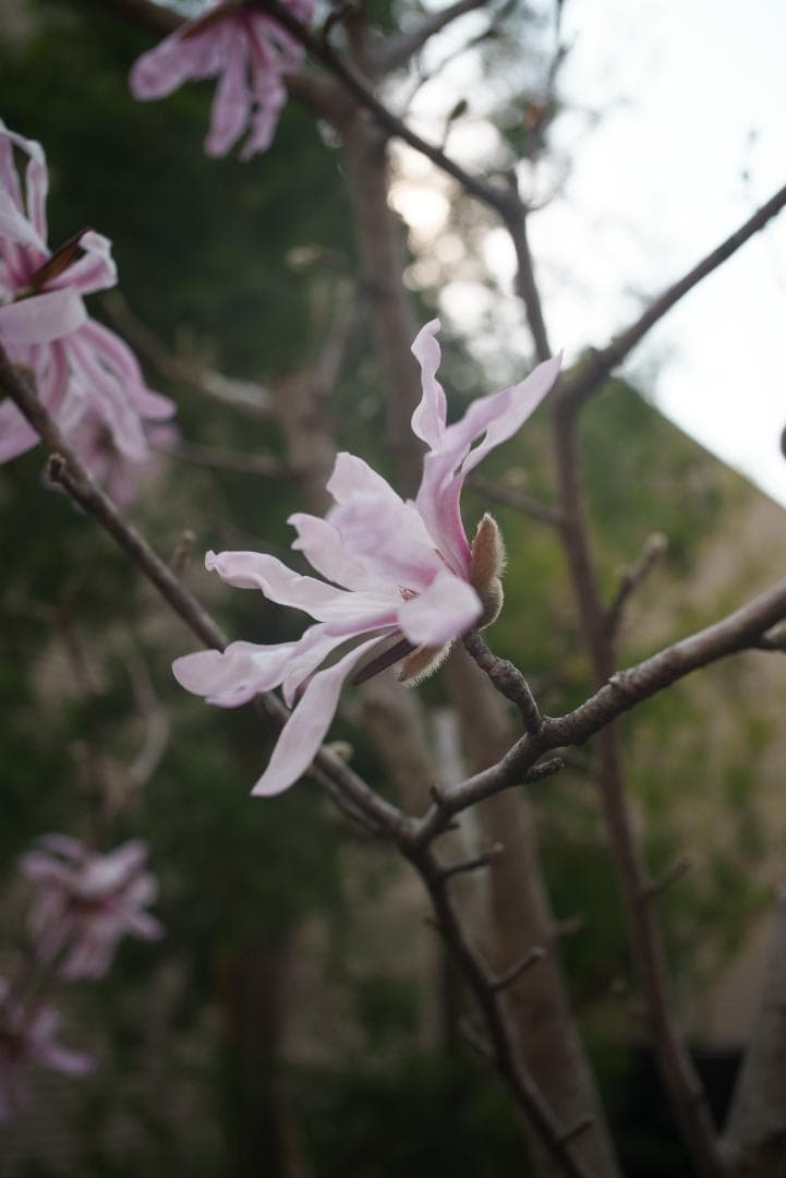 なみ様　銘玉オマージュ TTArtisan 28mm F5.6 シルバー