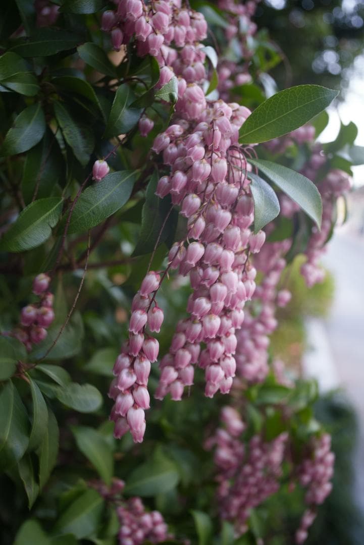 なみ様　銘玉オマージュ TTArtisan 28mm F5.6 シルバー