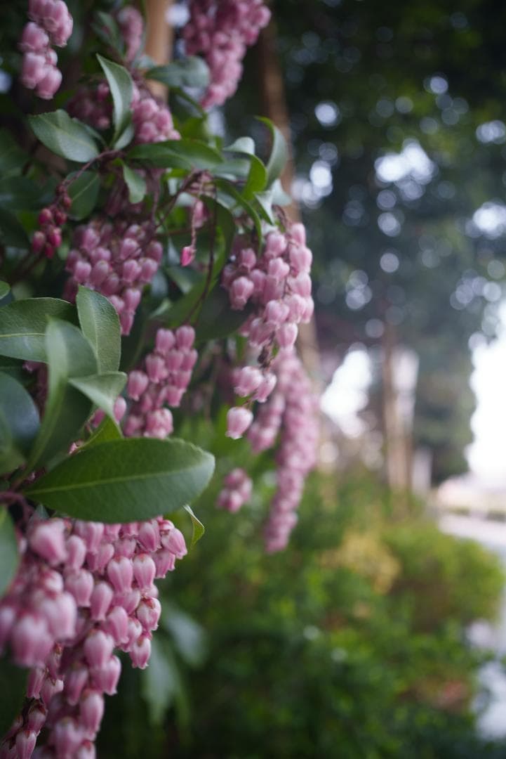 なみ様　銘玉オマージュ TTArtisan 28mm F5.6 シルバー