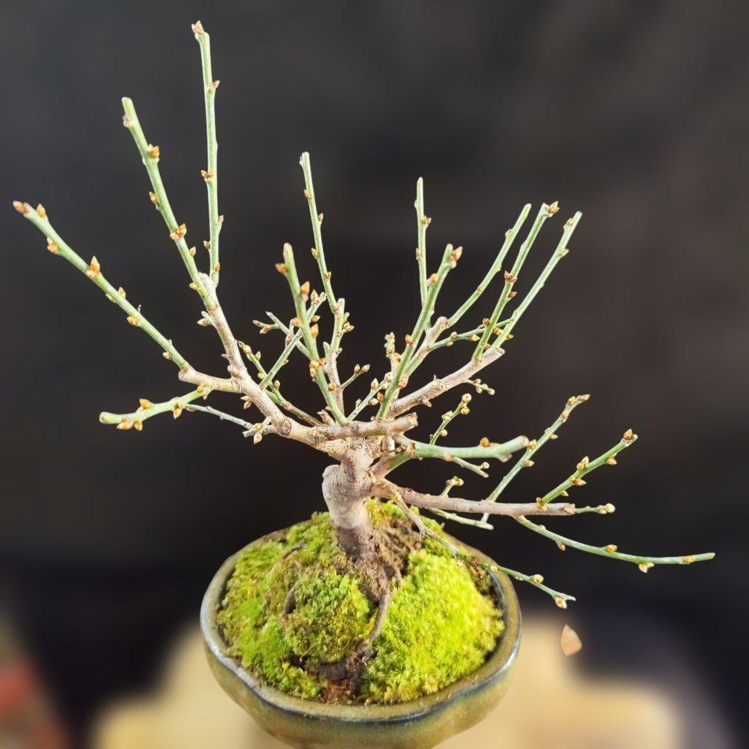 木瓜鉢入り盆栽　黒潮