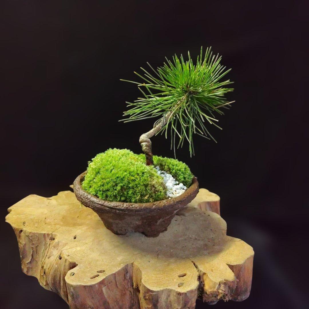 木瓜鉢入り盆栽　黒潮