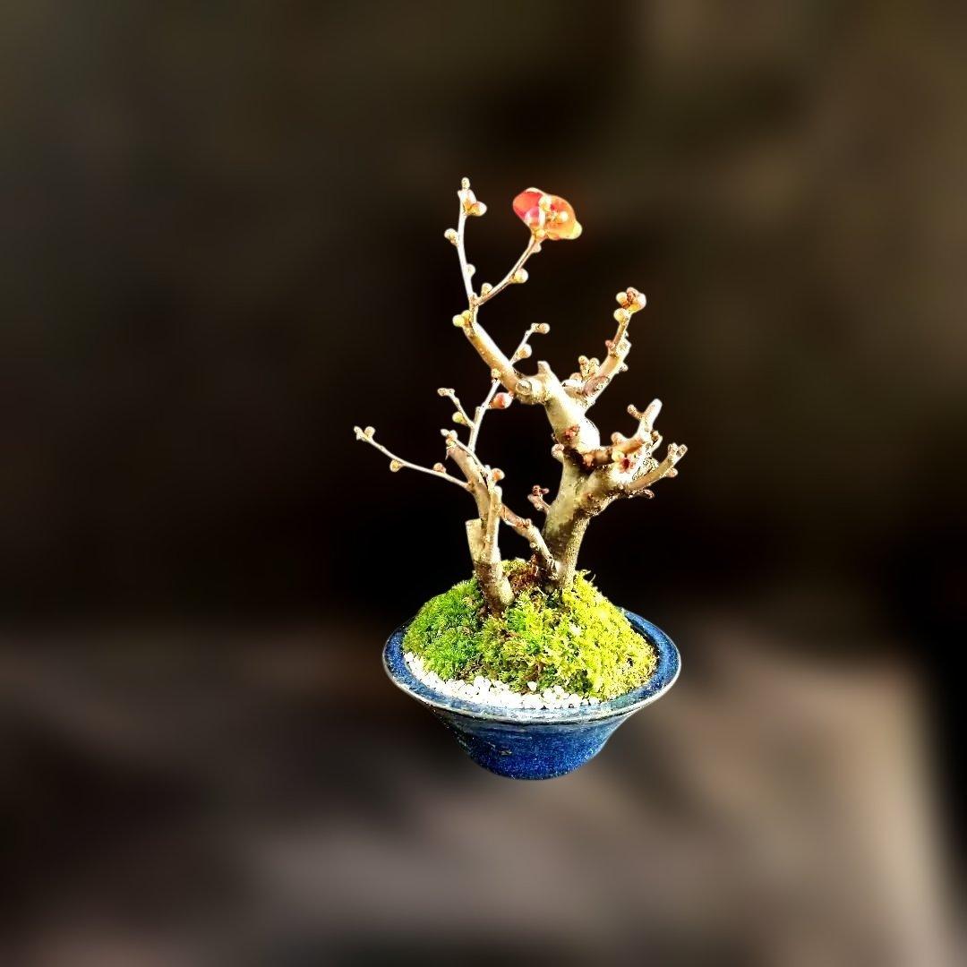 木瓜鉢入り盆栽　黒潮