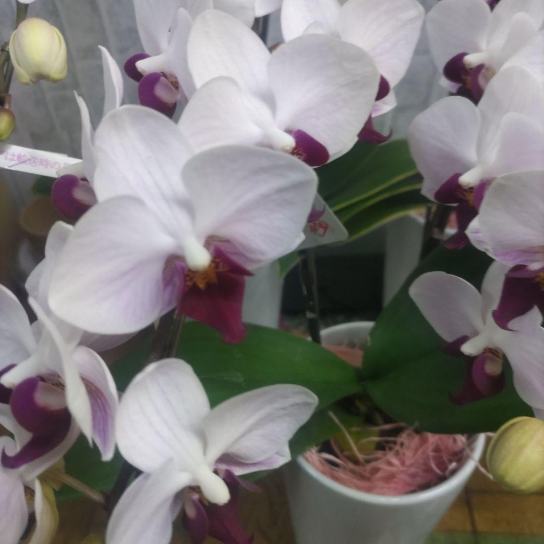 ミディ胡蝶蘭⭐️陶器鉢入り３種類⭐️３鉢セット