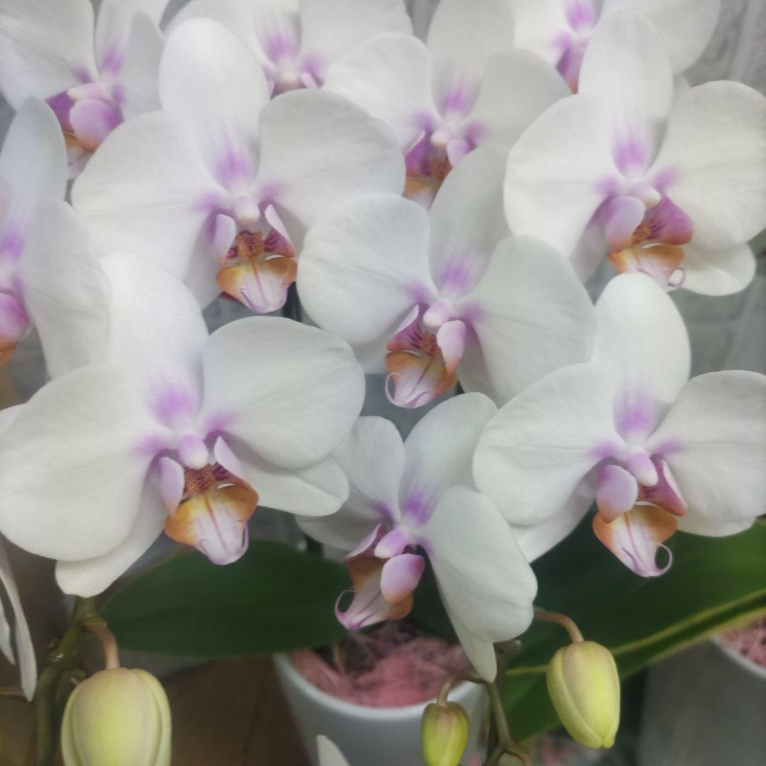 ミディ胡蝶蘭⭐️陶器鉢入り３種類⭐️３鉢セット