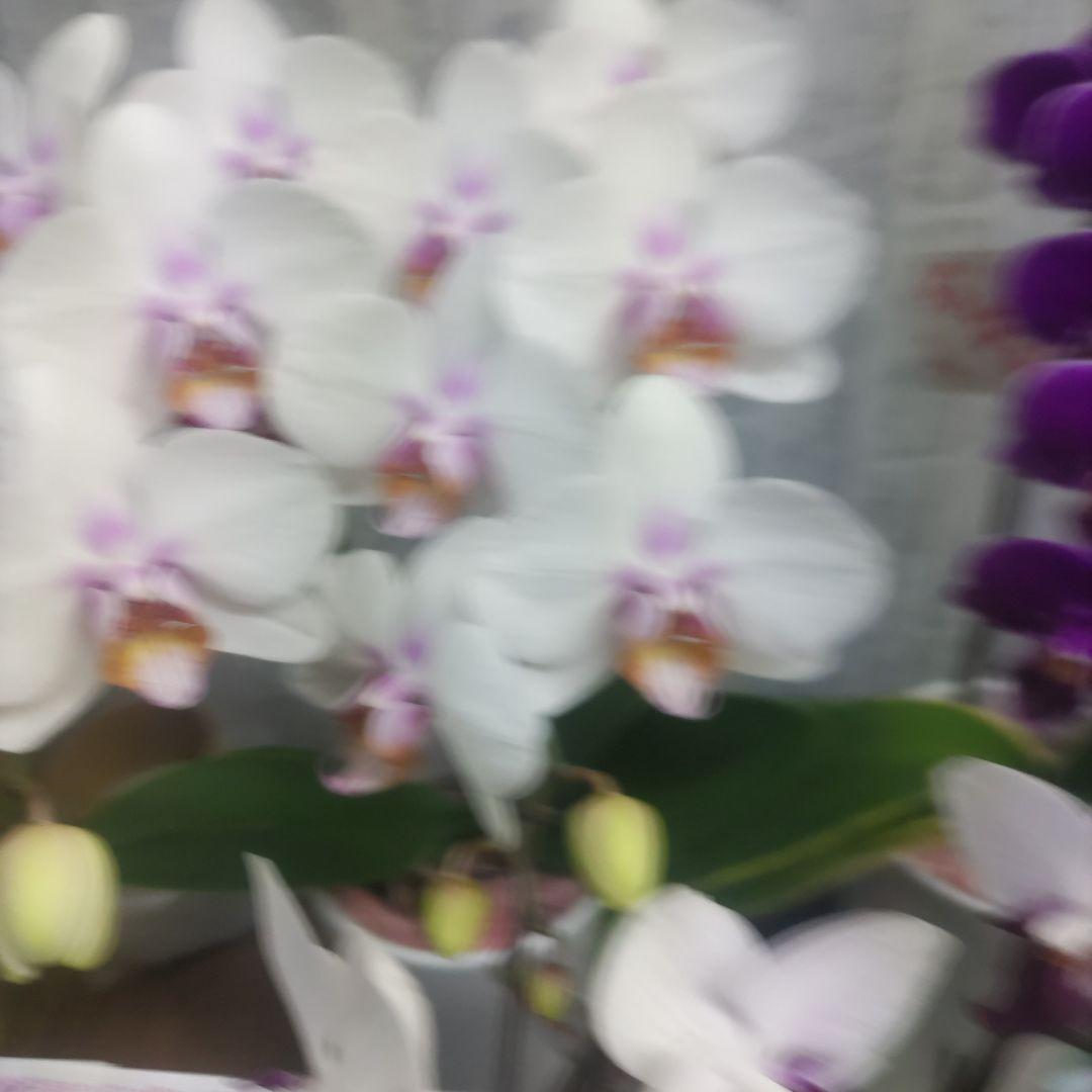 ミディ胡蝶蘭⭐️陶器鉢入り３種類⭐️３鉢セット