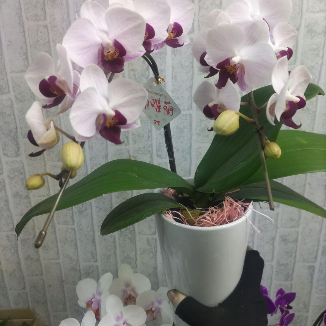 ミディ胡蝶蘭⭐️陶器鉢入り３種類⭐️３鉢セット