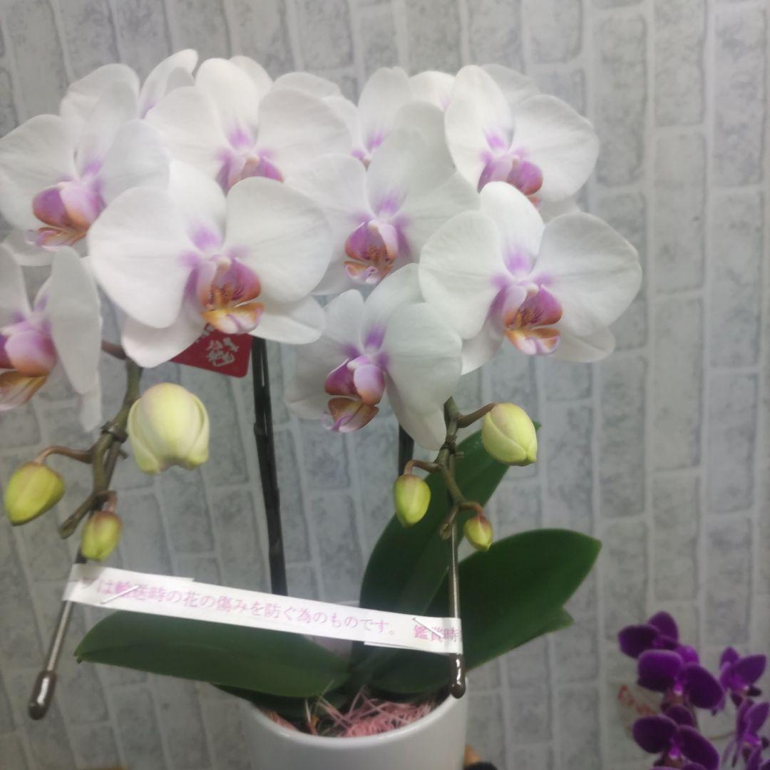 ミディ胡蝶蘭⭐️陶器鉢入り３種類⭐️３鉢セット