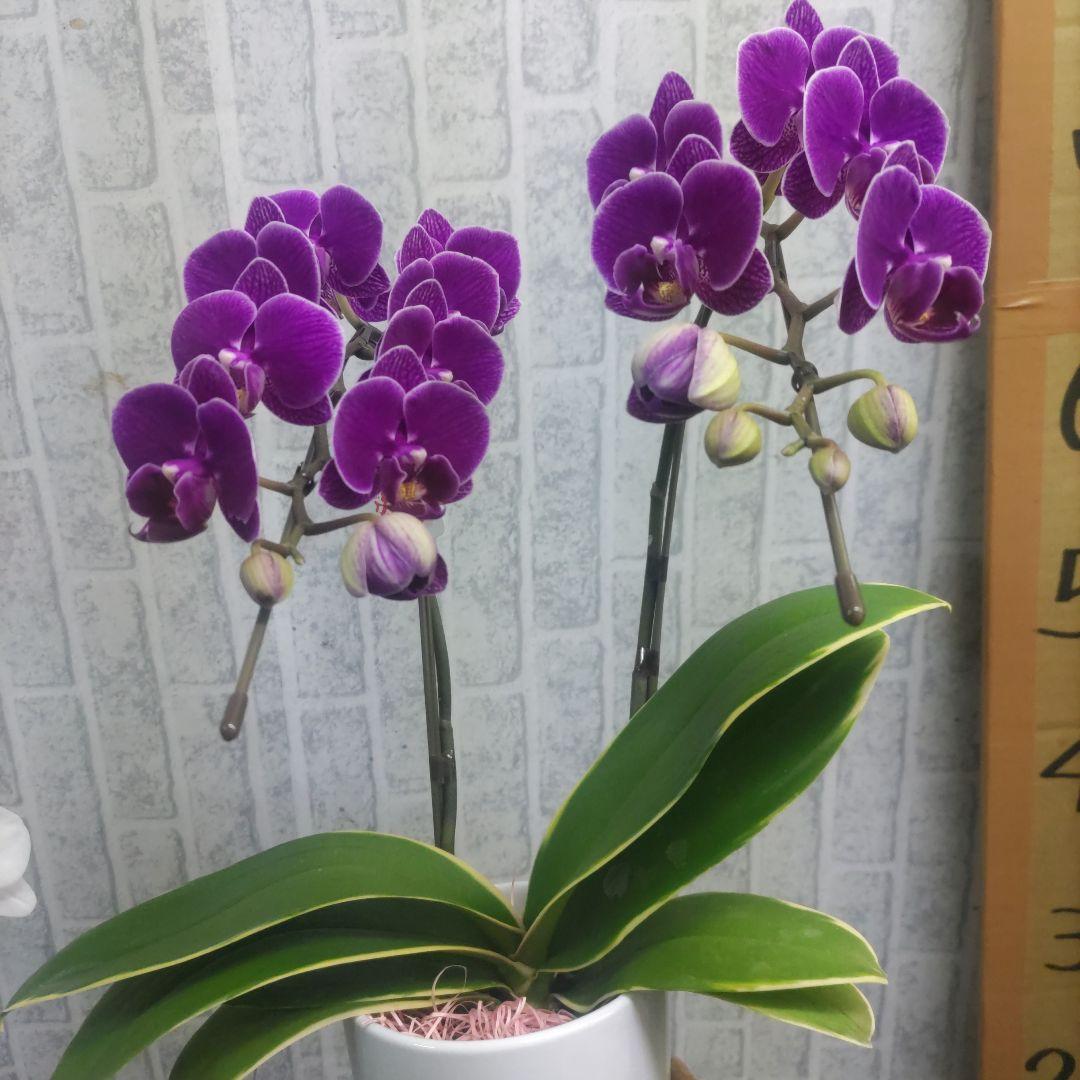 ミディ胡蝶蘭⭐️陶器鉢入り３種類⭐️３鉢セット