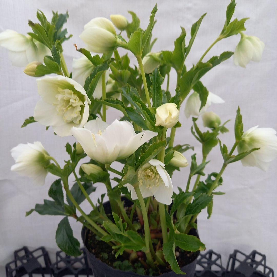 専用、お買い得！つぼみいっぱい！ホワイトセミダブル大苗、開花株