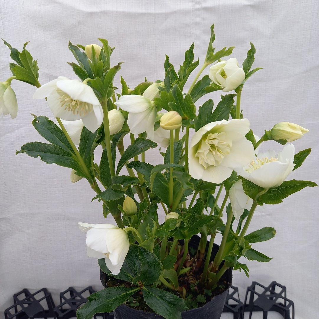 専用、お買い得！つぼみいっぱい！ホワイトセミダブル大苗、開花株