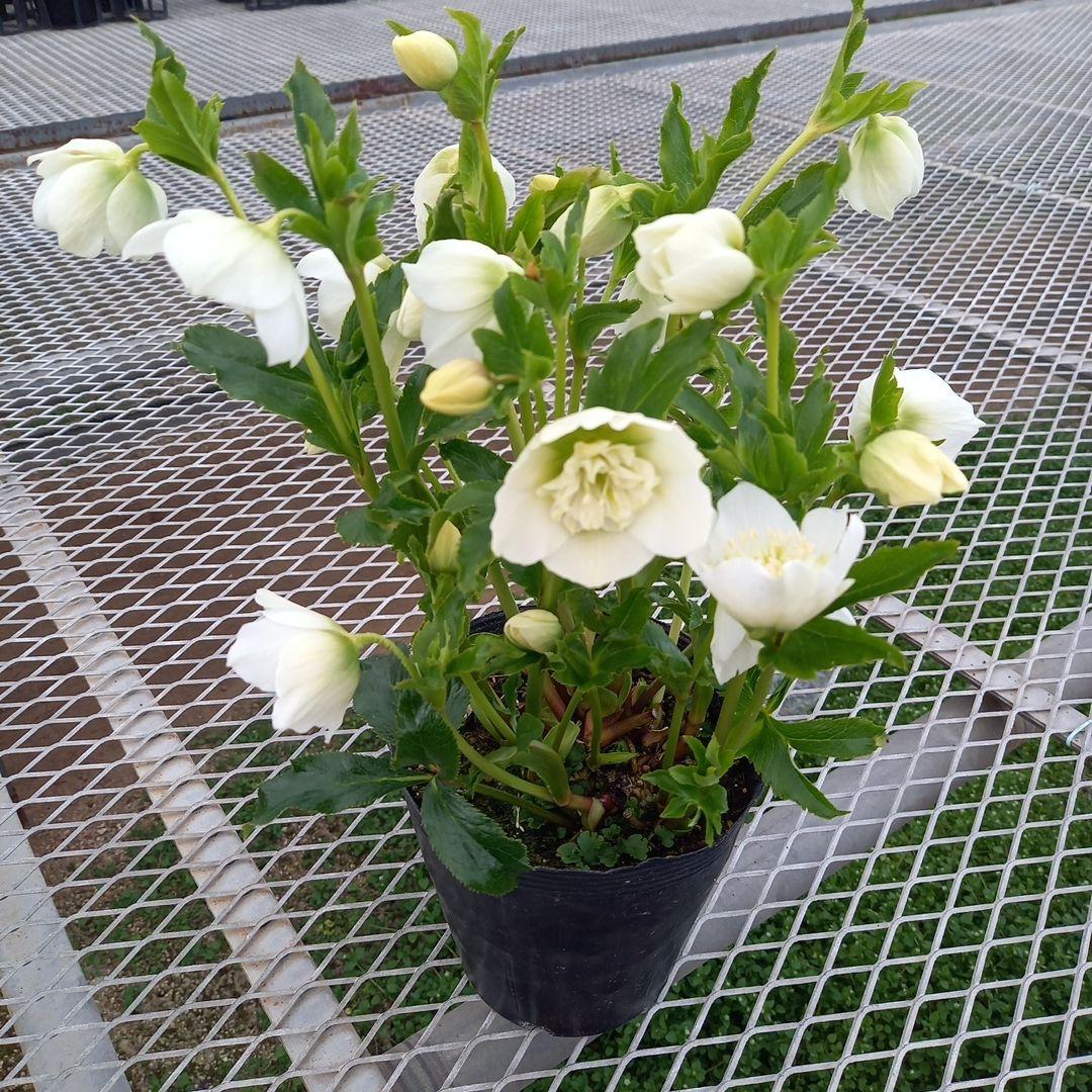 専用、お買い得！つぼみいっぱい！ホワイトセミダブル大苗、開花株