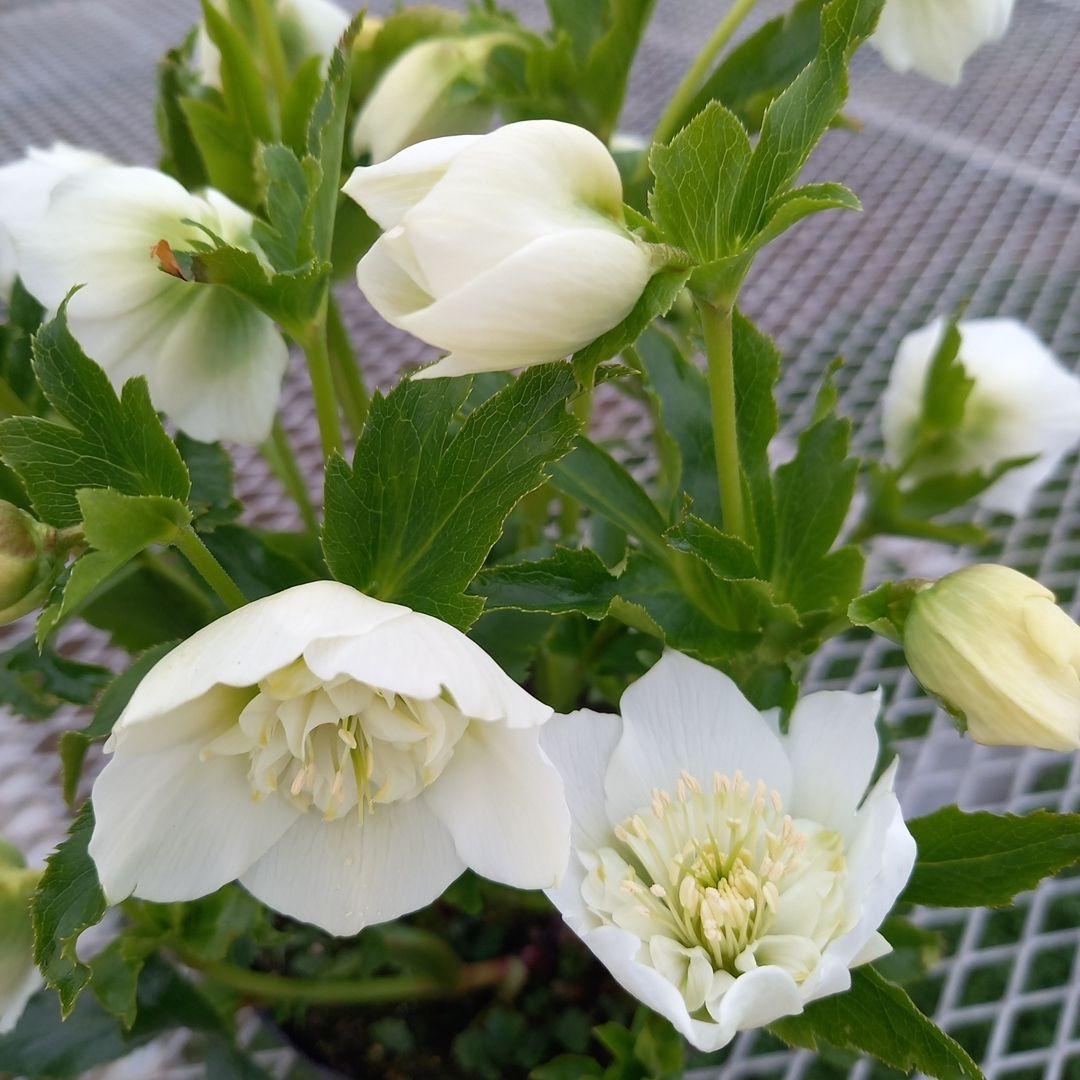 専用、お買い得！つぼみいっぱい！ホワイトセミダブル大苗、開花株