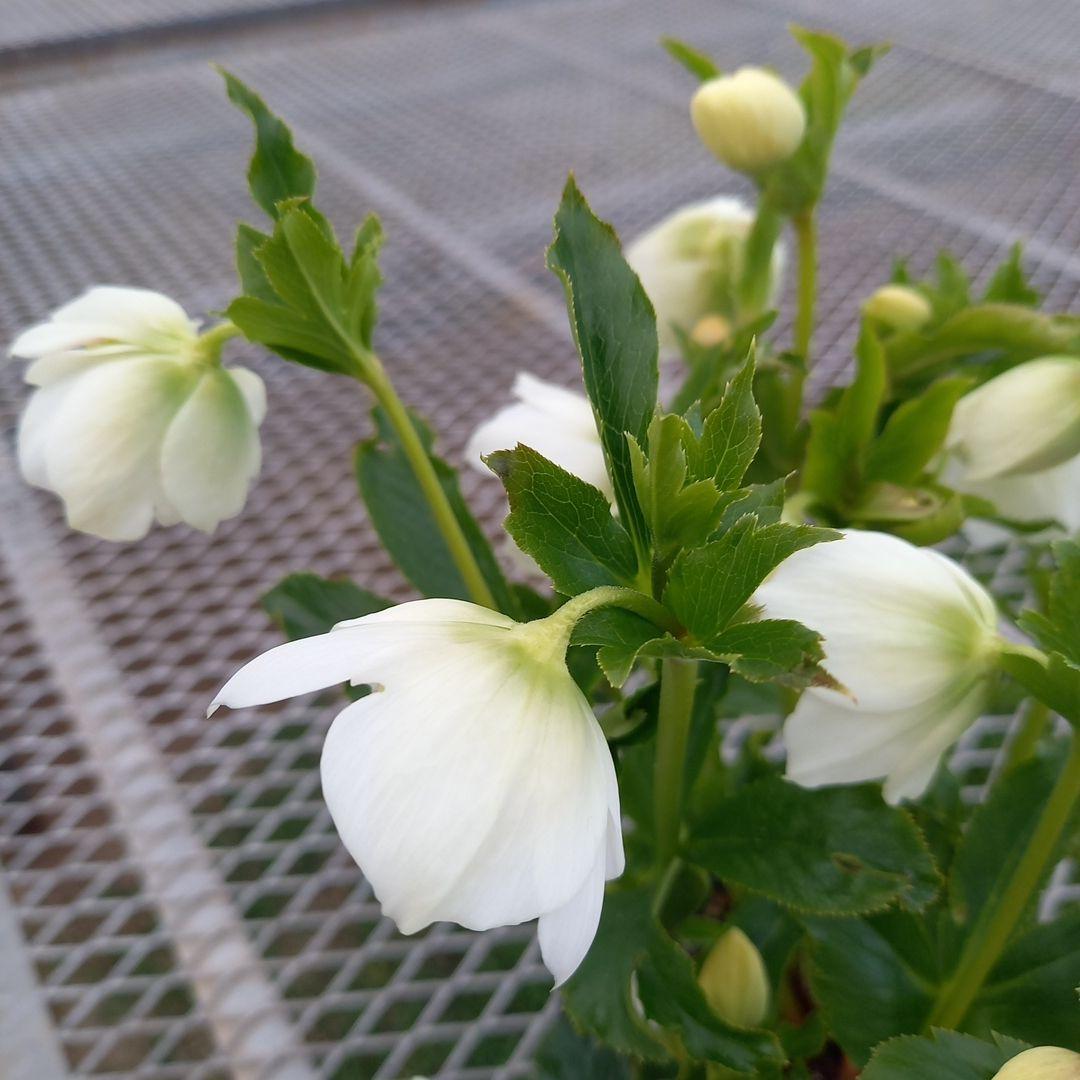 専用、お買い得！つぼみいっぱい！ホワイトセミダブル大苗、開花株
