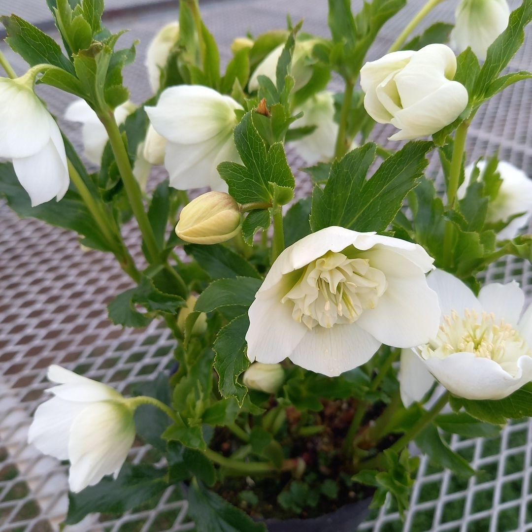 専用、お買い得！つぼみいっぱい！ホワイトセミダブル大苗、開花株