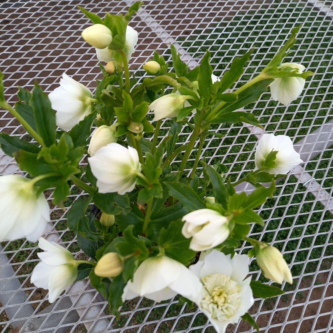 専用、お買い得！つぼみいっぱい！ホワイトセミダブル大苗、開花株