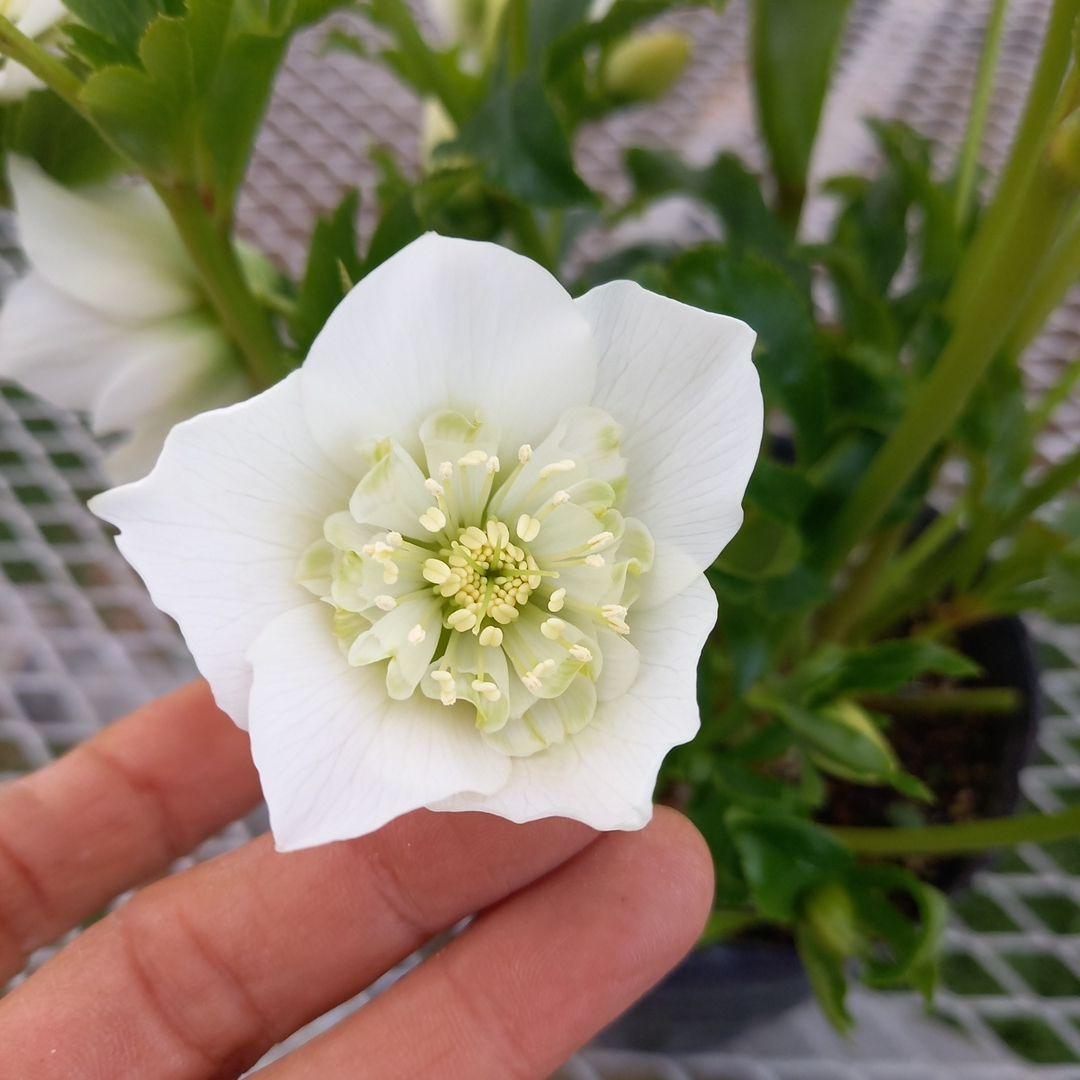 専用、お買い得！つぼみいっぱい！ホワイトセミダブル大苗、開花株