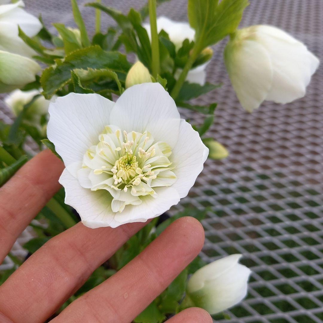 専用、お買い得！つぼみいっぱい！ホワイトセミダブル大苗、開花株